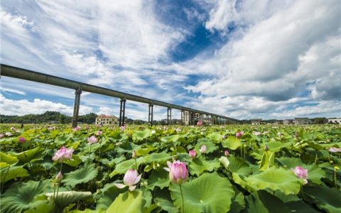 “湘潭湘莲”品牌再次亮相总台，吹响“走出去”号角