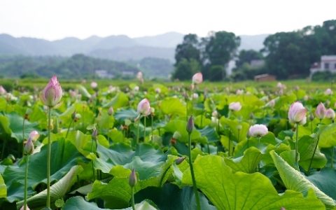 破湘莲产业发展瓶颈，激活“一池春水”