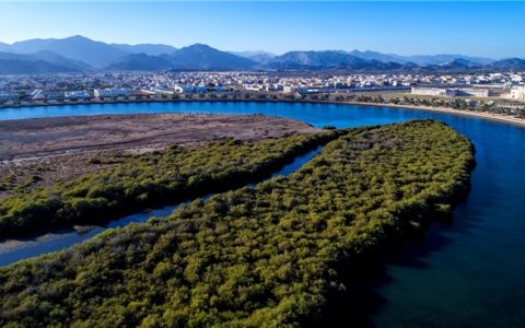 探访沙迦卡尔巴秘境：世界最北端的红树林与濒危物种栖息地