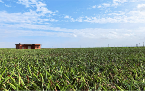 平安银行“农险+信贷”首单落地 破解农户融资难题