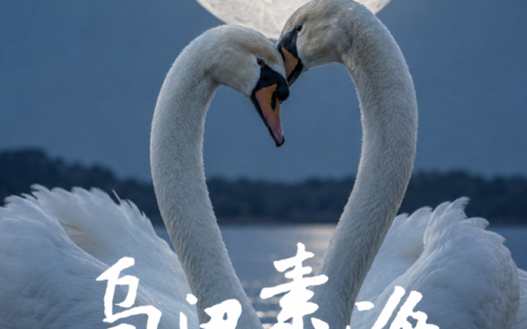 一湖碧水映初心，四季光影叙生态史诗——自然人文纪录片《乌梁素海》在京首映