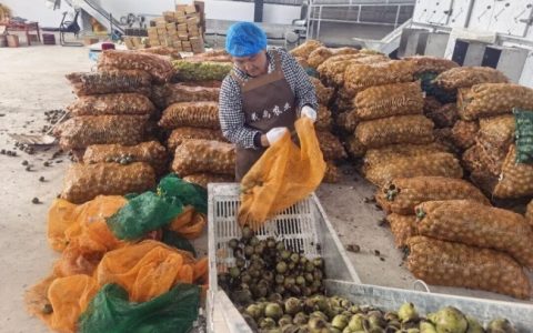 【强信心·看云南】一颗核桃的“出海”之路